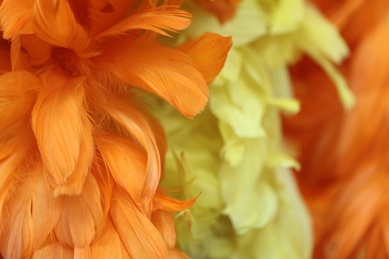 oranje boaveren