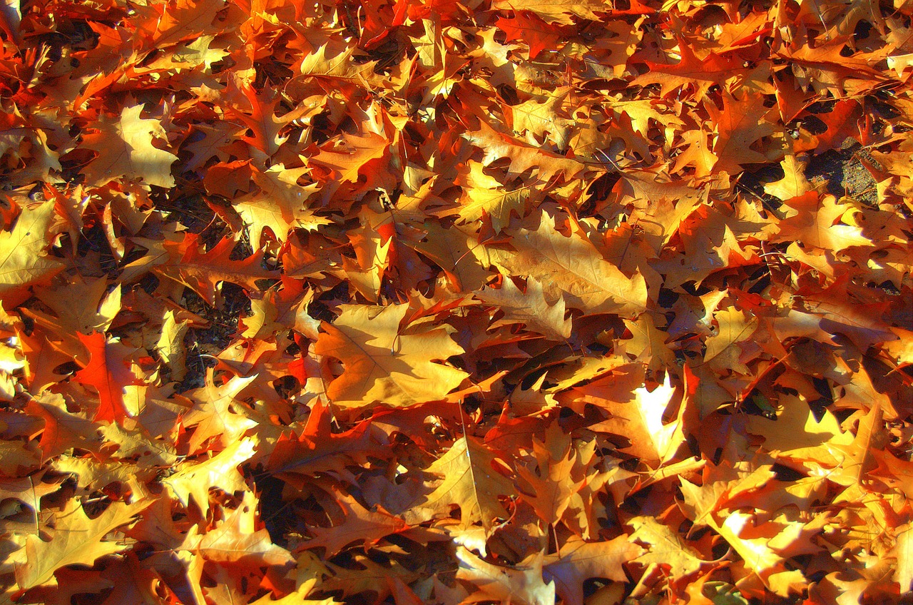 herfstblad